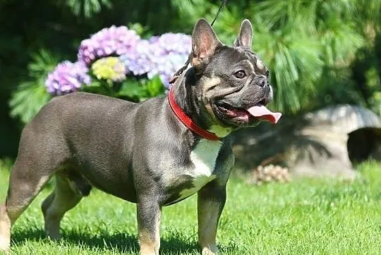Buldog francuski- Blue and Tan/ krycie/ reproduktor, Mazowieckie, Płock