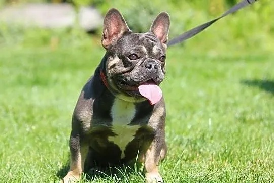 Buldog francuski- Blue and Tan/ krycie/ reproduktor, Mazowieckie, Płock