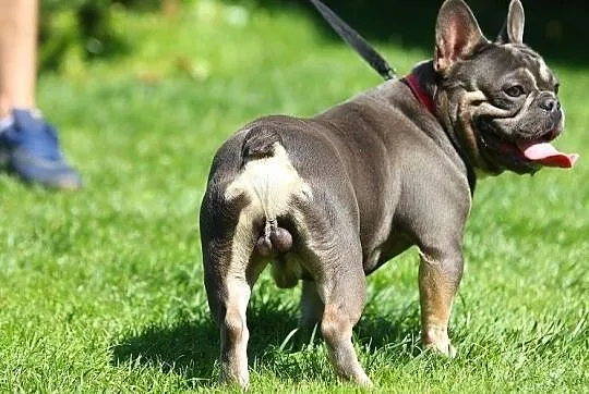 Buldog francuski- Blue and Tan/ krycie/ reproduktor, Mazowieckie, Płock