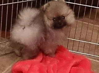 Pomeranian szczeniak z rodowodem FCI, Pomorskie, Gdańsk