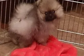 Pomeranian szczeniak z rodowodem FCI