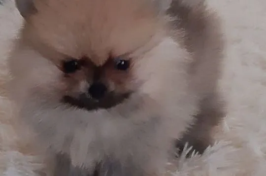 Pomeranian szczeniak z rodowodem FCI, Pomorskie, Gdańsk