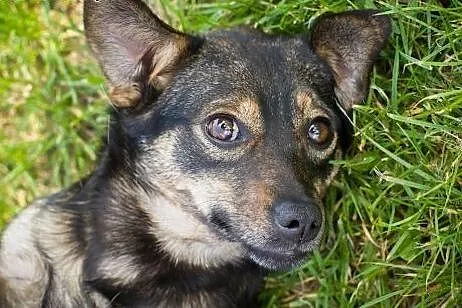 Zorka - około 2,5 letnia, mała suczka - czeka na k