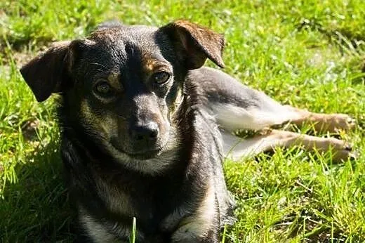 Zorka - około 2,5 letnia, mała suczka - czeka na k