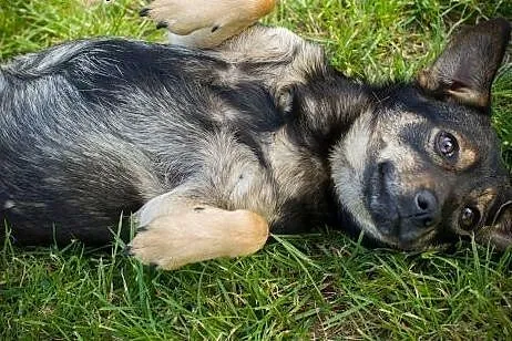 Zorka - około 2,5 letnia, mała suczka - czeka na k