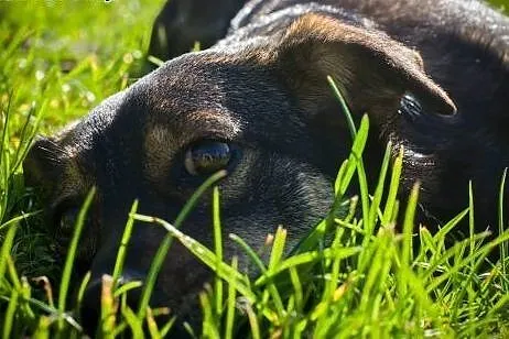 Zorka - około 2,5 letnia, mała suczka - czeka na k
