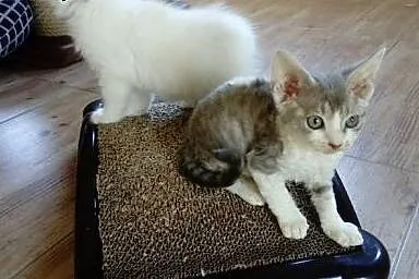 Niebieskie koteczki Devon Rex,  śląskie Jastrzębie