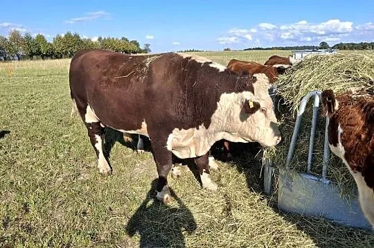 Sprzedam byka czystej rasy hereford