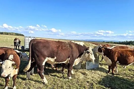 Sprzedam byka czystej rasy hereford, Małopolskie, Rzepiennik Strzyżewski