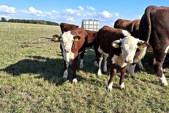 Sprzedam byka czystej rasy hereford, Małopolskie, Rzepiennik Strzyżewski