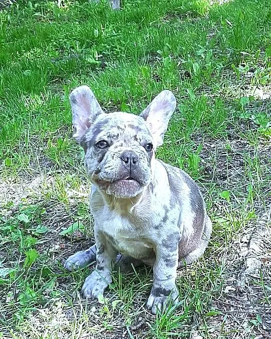 Buldog francuski sunia, Łódzkie, Pabianice