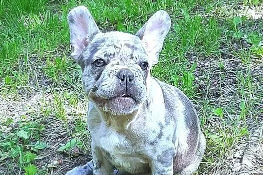 Buldog francuski sunia, Łódzkie, Pabianice