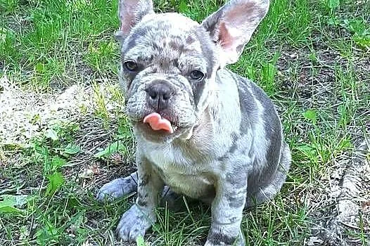Buldog francuski sunia, Łódzkie, Pabianice