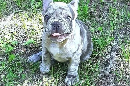 Buldog francuski sunia, Łódzkie, Pabianice
