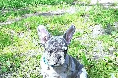 Buldog francuski sunia, Łódzkie, Pabianice