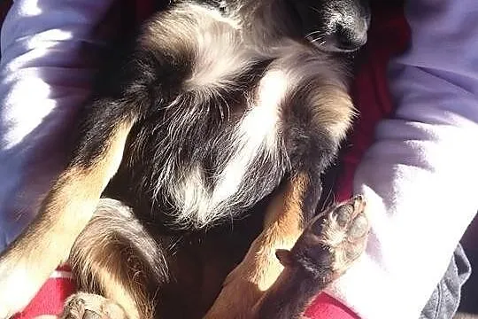 Śliczna, mała sunia szuka domu!