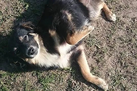 Śliczna, mała sunia szuka domu!