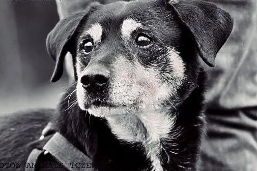 OTOZ Animals - Psi seniorzy - Franio - skryta dusza,  pomorskie Tczew