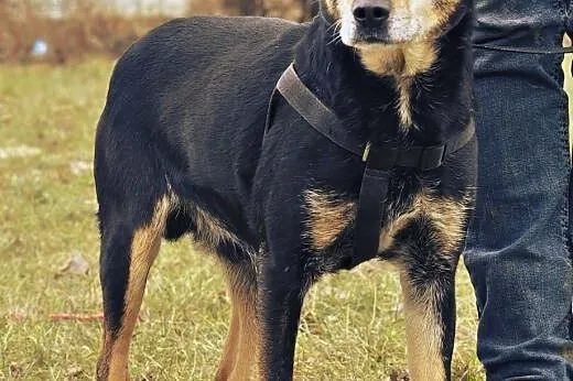 OTOZ Animals - Psi seniorzy - Franio - skryta dusz