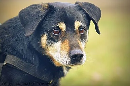 OTOZ Animals - Psi seniorzy - Franio - skryta dusz