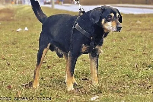 OTOZ Animals - Psi seniorzy - Franio - skryta dusz