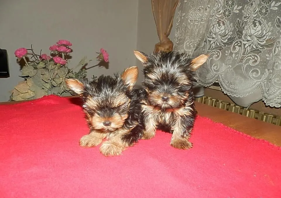 Yorki Yoreczki