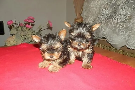 Yorki Yoreczki