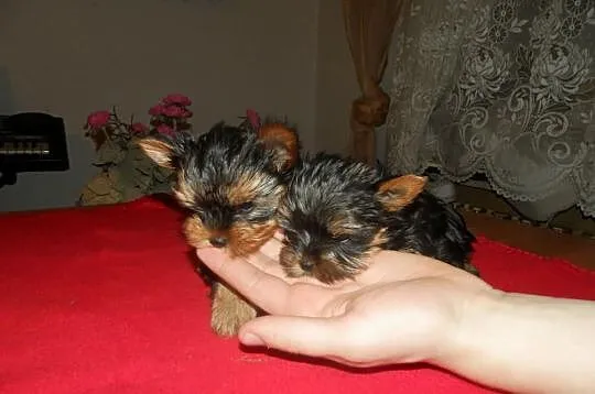 Yorki Yoreczki