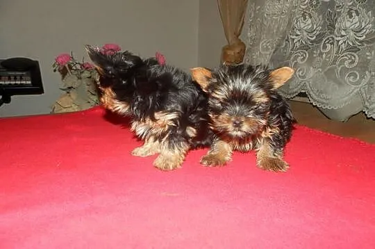 Yorki Yoreczki