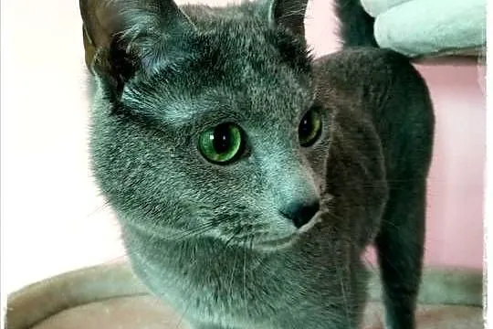 Kocurek rosyjski niebieski z rodowodem WCF do płatnej adopcji