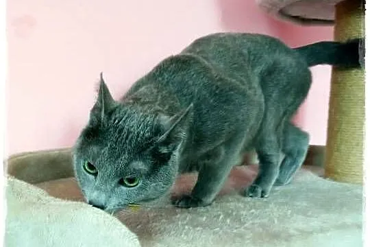 Kocurek rosyjski niebieski z rodowodem WCF do płatnej adopcji, Mazowieckie, Węgrów