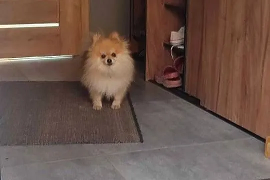 Szpic Miniaturowy Pomeranian, Śląskie, Katowice