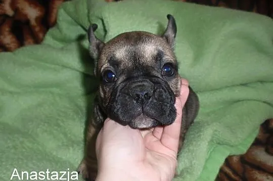 Buldog Francuski