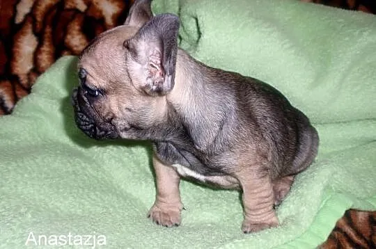 Buldog Francuski