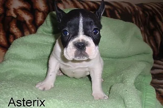 Buldog Francuski