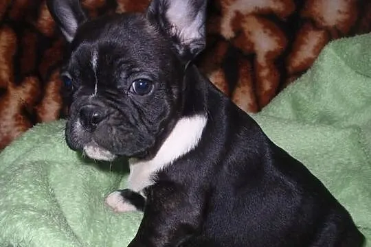 Buldog Francuski