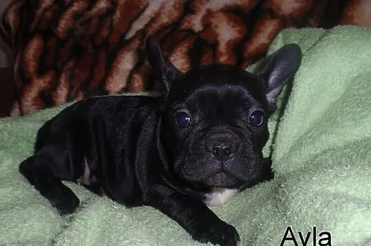 Buldog Francuski