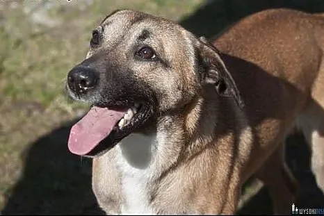 Roki - średniej wielkości, 17 kg wesołek do adopcji,  mazowieckie Warszawa