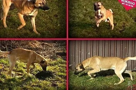 Roki - średniej wielkości, 17 kg wesołek do adopcj