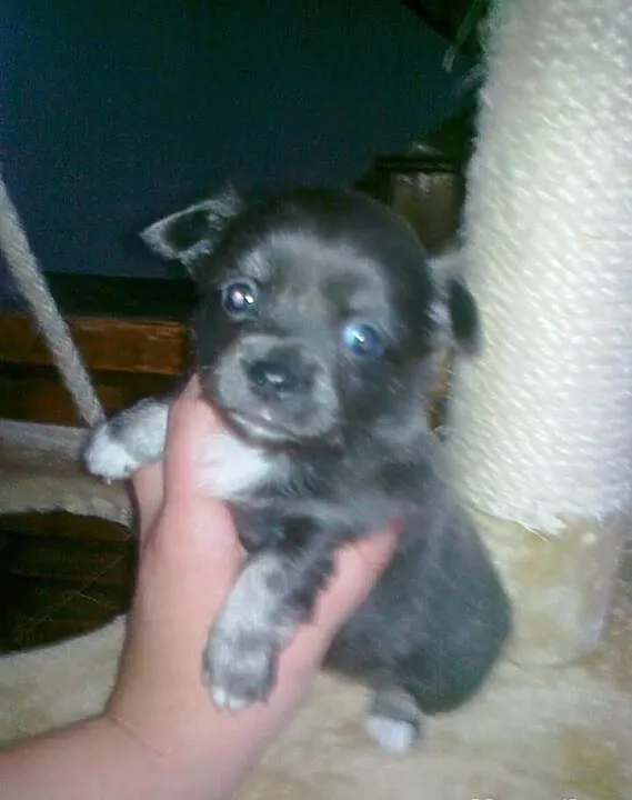 Kupie pieska chihuahua z dluga sierscia niebieskie