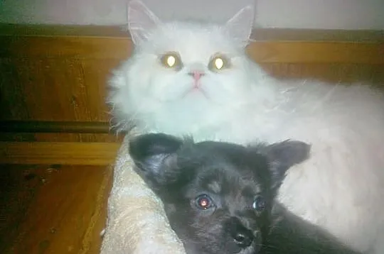 Kupie pieska chihuahua z dluga sierscia niebieskie