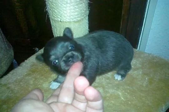 Kupie pieska chihuahua z dluga sierscia niebieskie