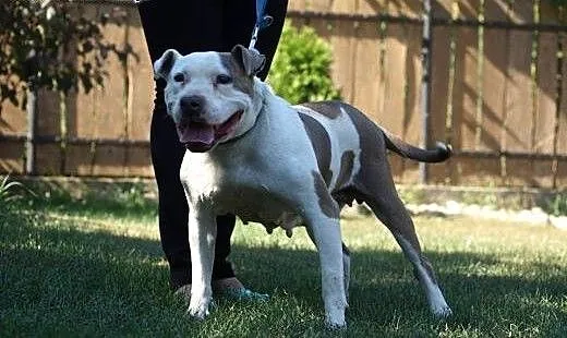 Sati w typie bull szuka domu na jesień życia, Ams