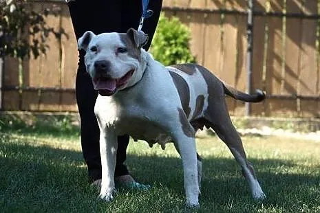 Sati w typie bull szuka domu na jesień życia, Amstaff cała Polska