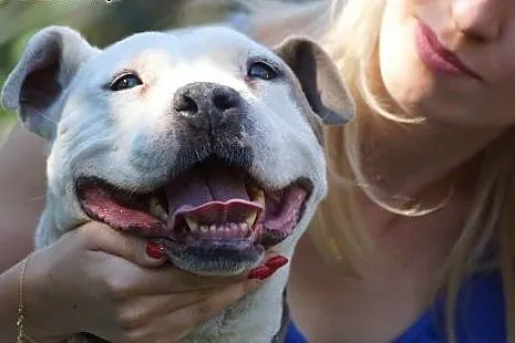 Sati w typie bull szuka domu na jesień życia,  Ams