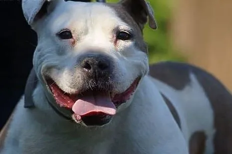 Sati w typie bull szuka domu na jesień życia,  Ams