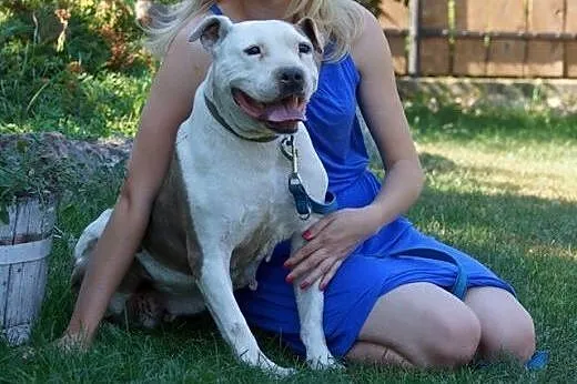 Sati w typie bull szuka domu na jesień życia,  Ams