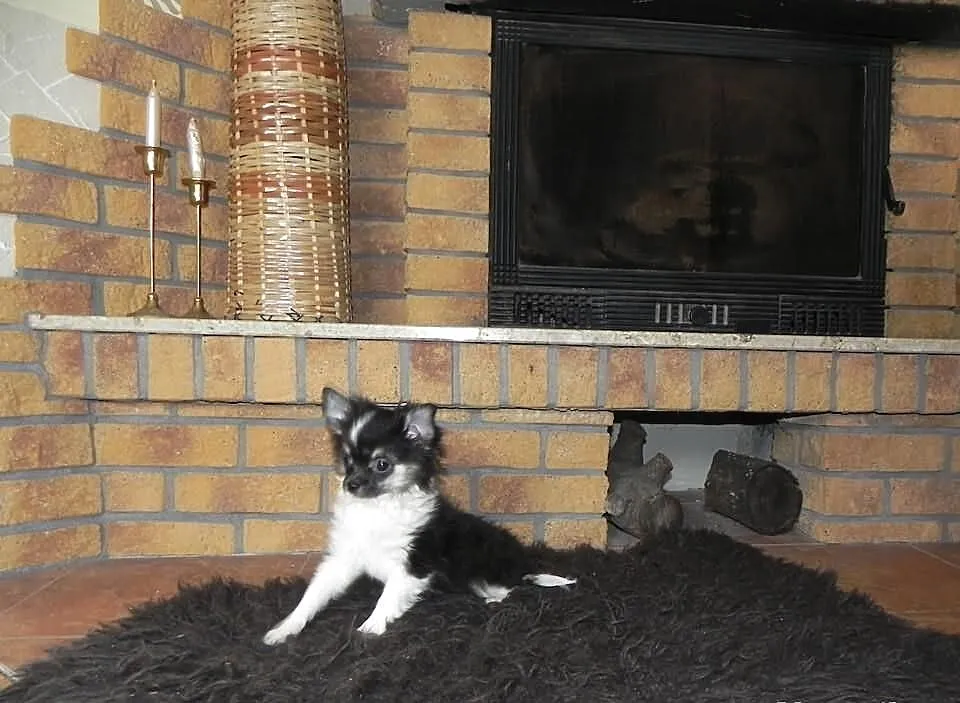 Chihuahua długowłosy