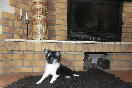 Chihuahua długowłosy