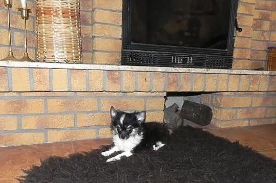 Chihuahua długowłosy
